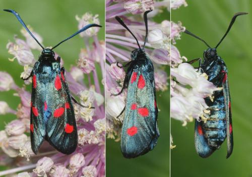 Réf. 286 065 : Zygaena filipendulae